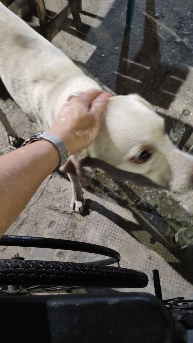 mision_peludos's tweet photo. Antes y después de JOTA 🥺😭❤️ 
Estamos muy orgullosos de él y agradecemos a las personas que nos ayudaron con su caso , les queríamos compartir estás fotos tan bonitas 🐾💖 https://t.co/ULjPmiO080