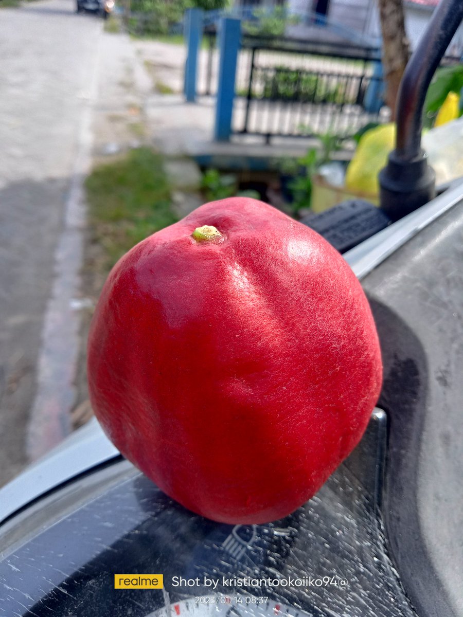 IkoOkoi's tweet photo. Buah jambu segar bugar# https://t.co/nRKnb1Mqo3