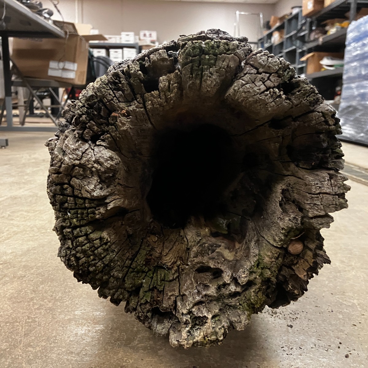 HSVUtilities's tweet image. Huntsville Utilities operates the oldest #water system west of the Appalachian Mountains, &amp;amp; 2023 is its bicentennial! The 1st system pipes were hollowed out cedar logs, &amp;amp; we recently acquired this 14-foot one.

You can find others in our lobby.   

#history #watersystems