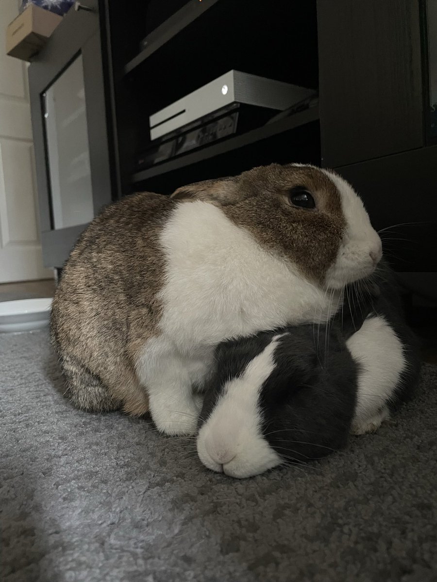 When you’ve got that friend who doesn’t understand personal space 🐇🐇❤️ #rabbits #bunnies #rabbitsoftwitter #floofs #cute #pets #bestfriends