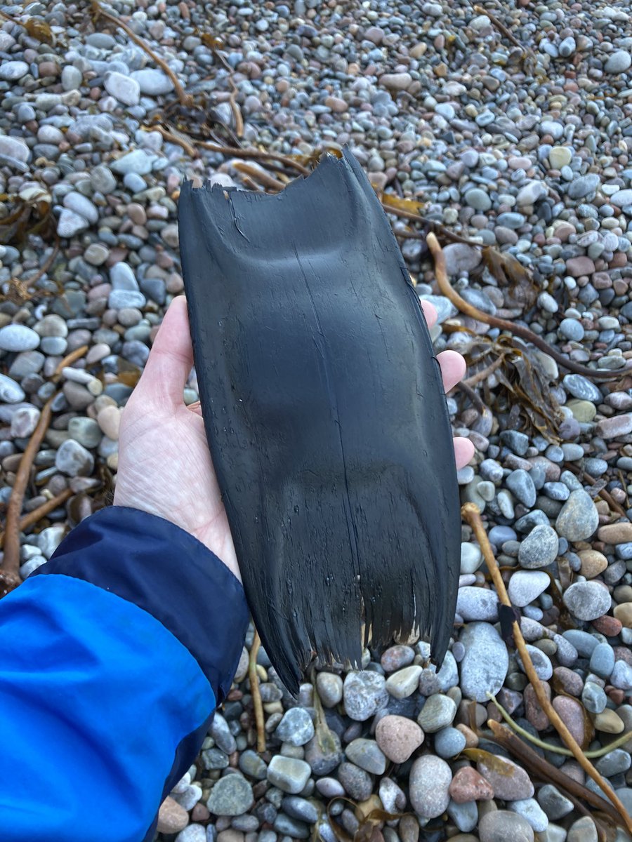 SoilandGas's tweet image. Ok sea people. Whose egg is this?