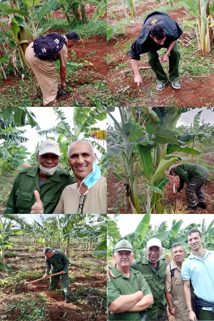 ElAvile67's tweet photo. 💪💪💪 La tropa Élite dando su aporte a la soberanía alimentaria.

🇨🇺 Cuba y la Revolución lo necesita.

#JuntarYVencer
#CubaViveYVence https://t.co/e64vnbRy8a