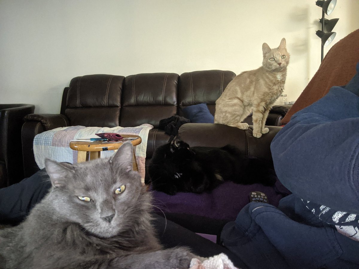 AvivaFitFlip's tweet photo. Housework never ends. Not all the dishes make it into the dishwasher, the clothes you're wearing while doing laundry need to be washed, the floor is dirty right after it's vacuumed #3cats #NoDeadline https://t.co/wwtrbDPXXK