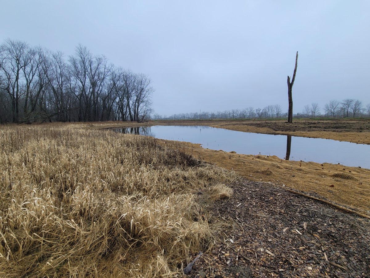 ohiodnr's tweet photo. 💦 @GovMikeDeWine funded many sites to help improve water quality, including the Huddle site along the Maumee River. Phosphorous &amp; nitrates enter the river &amp; flow into Lake Erie, fueling algal blooms. The Huddle site will improve water quality &amp; provide habitat for pirate perch. https://t.co/atSczojwiC