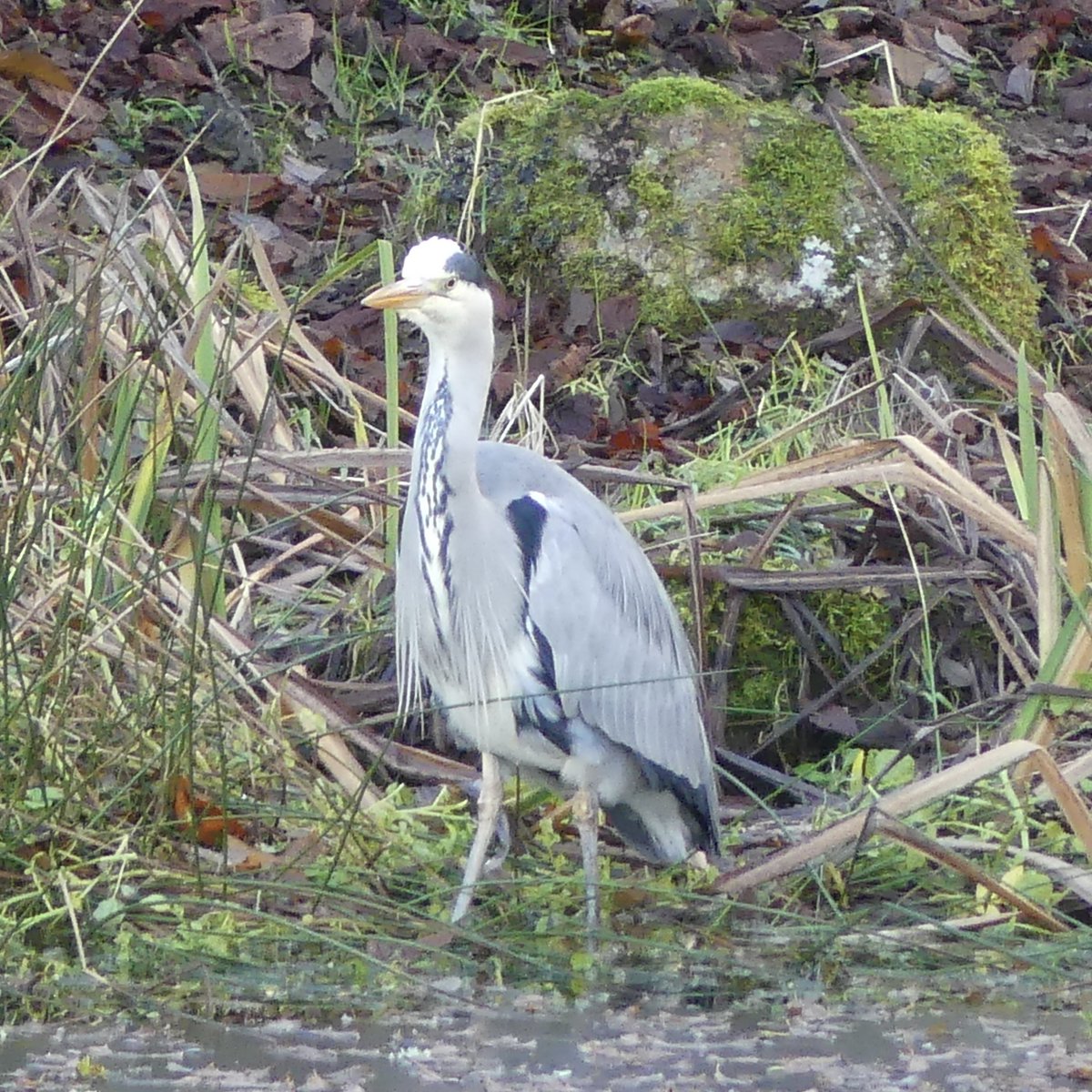 Grey Heron 

#heron #birds #nature #bird #wildlife #birdsofinstagram #naturephotography #birdphotography #wildlifephotography #birdwatching #heronsofinstagram #birding #photography #naturelovers #birdlovers #greyheron