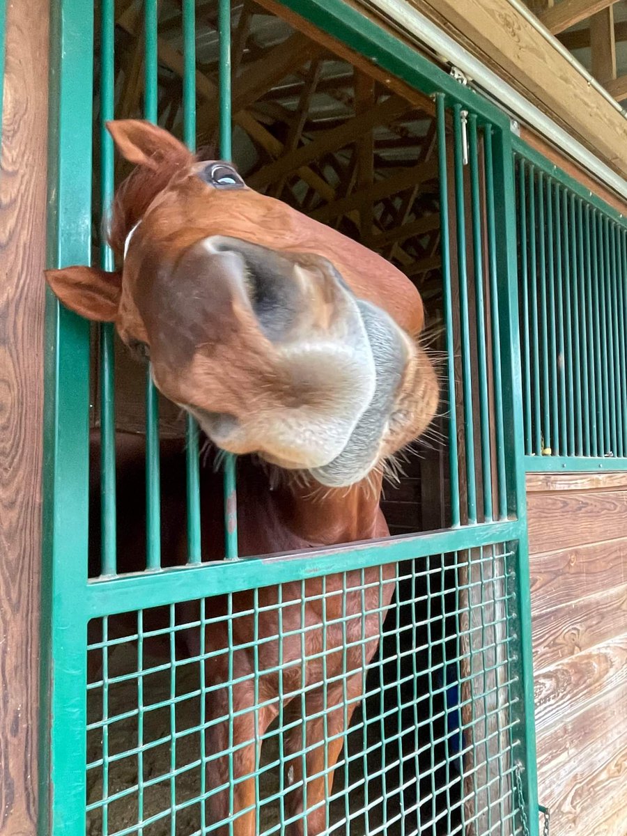 Only $1500 to go to pay for WondersOfHislove's surgery.  No amount is too small.  We would get there quickly with $10 donations from our friends.  Thanks from the Wonder horse himself!  Donate w/ PayPal remembermerescue@live.com or to directly to LSP Equine Hospital 972-237-5040