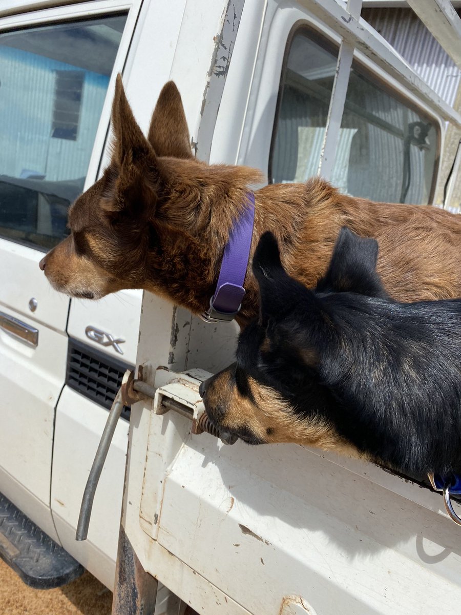 imontheroadagn's tweet photo. Ever feel like you are being watched @kelly_gorter ?! Think these two knew exactly where their boss was!! #kelpies #sheepwork #weekends https://t.co/weLXg5odaj