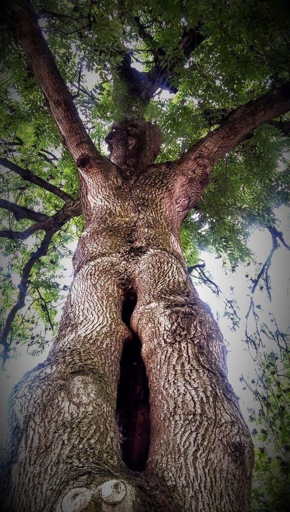 Freind of the forest! 🌳🌲 #tree #energy #healing #power #hugatree