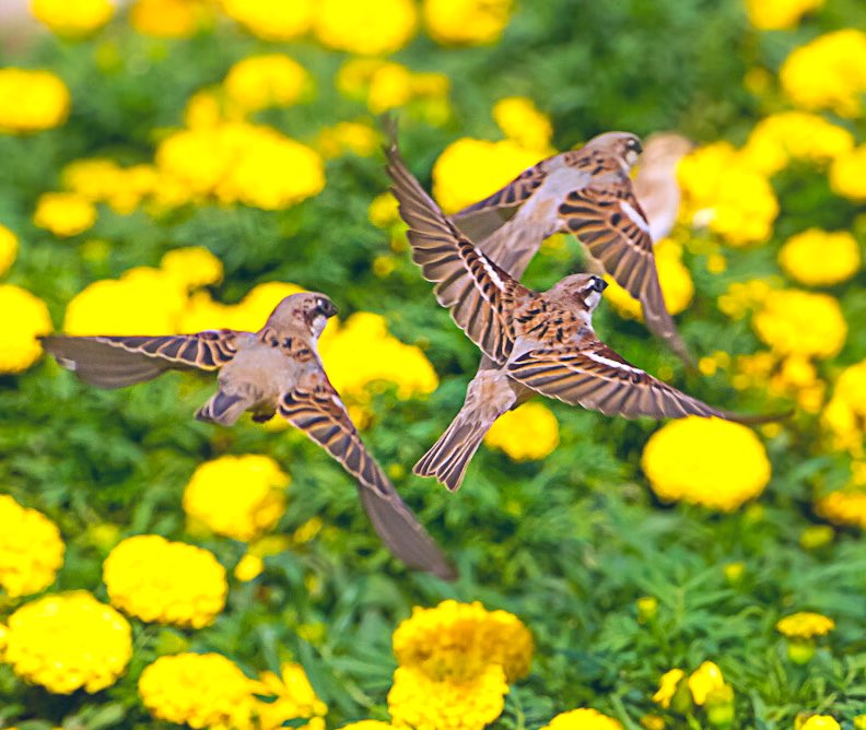 Merry sparrows frolicking on a marigold bed. #birds #birdphotography #BBCWildlifePOTD #BirdsSeenIn2022 #HouseSparrow #birdphotography #NaturePhotography #ThePhotoHour #YourShotPhotographer #natgeo #IndiAves