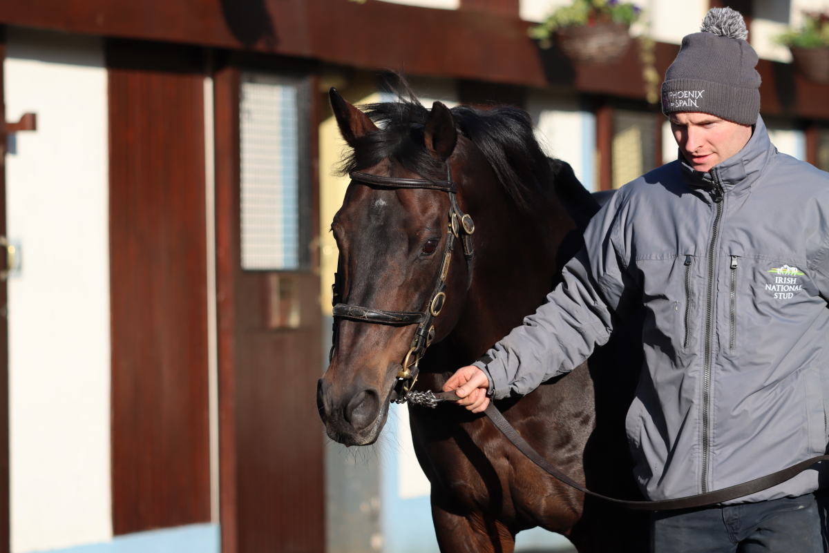 Invincible Spirit @IrishNatStud the ultimate professional 26yrs young #IrishStallionTrail