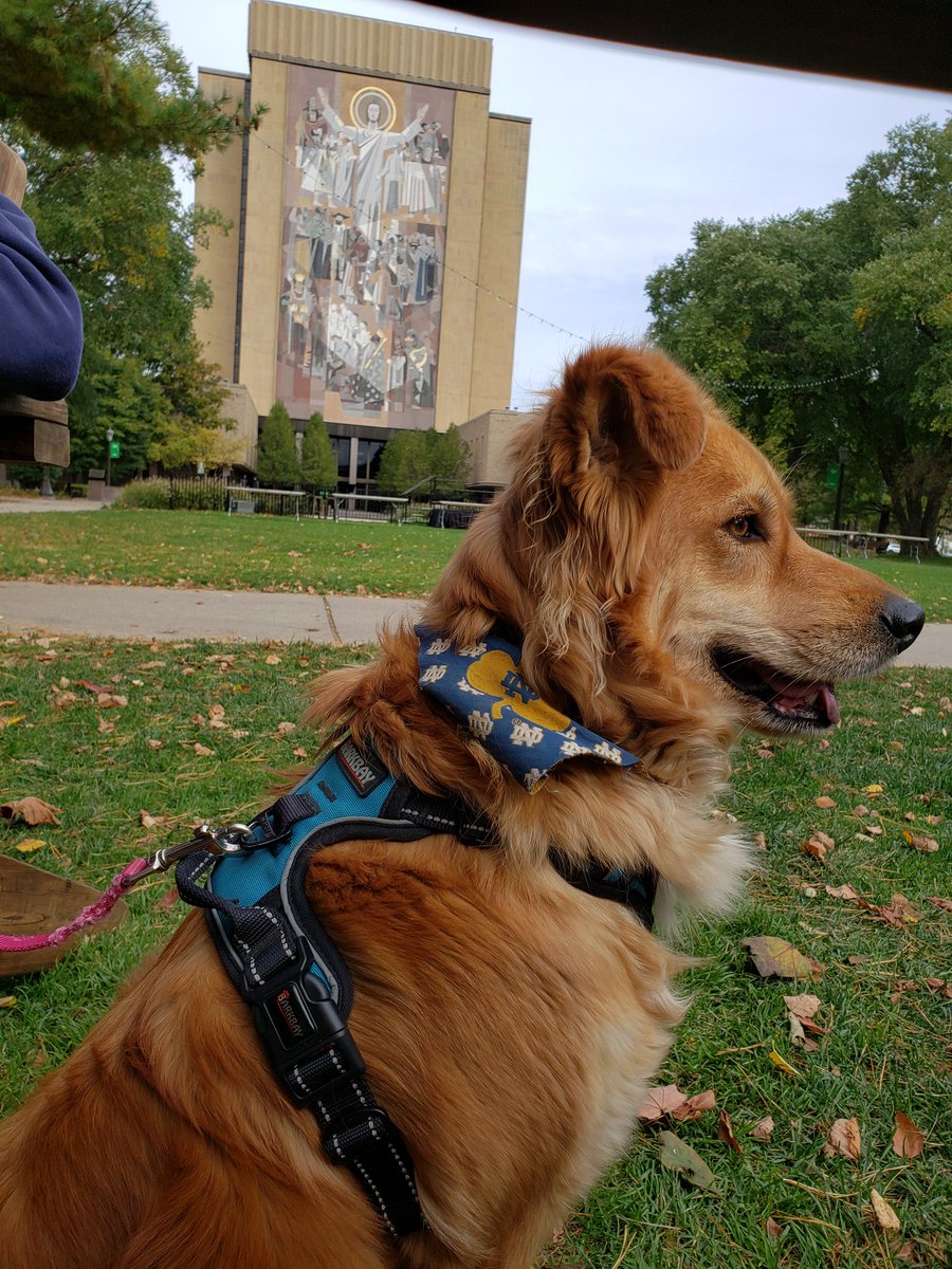 DebbieConway17's tweet photo. @FightingIrish Sadie visiting her hooman when he couldn't come home during during covid year at Notre Dame. Dressed up in her Irish bandana. https://t.co/1YfODcw8gz