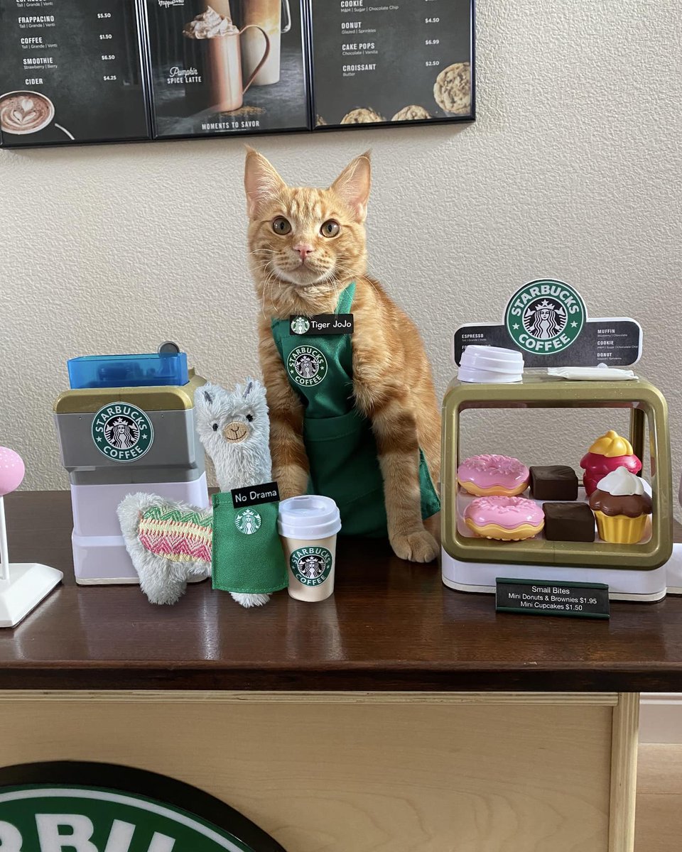 CatWorkers's tweet photo. 📸 Tiger JoJo https://t.co/1UEguQvHYT