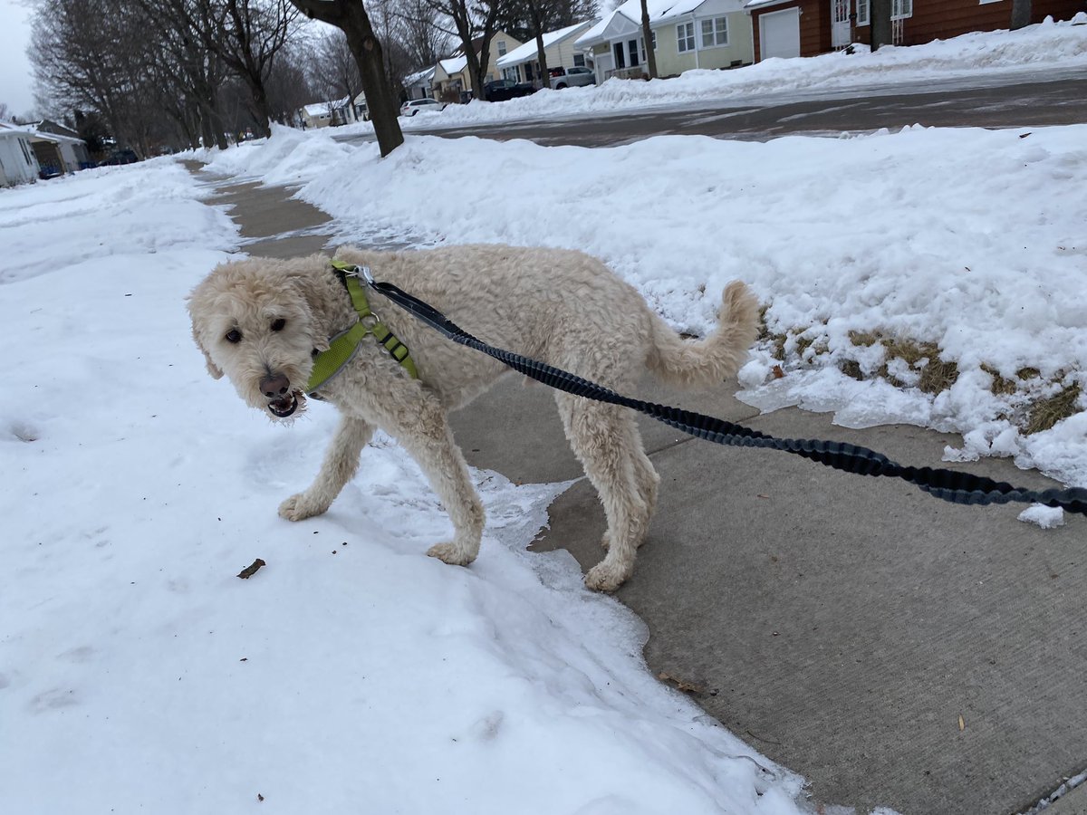 UhligK's tweet image. Wait a minute! Is that a stick? It is! Imma gonna chew it!
#wisconsin #winter #runningwithdogs