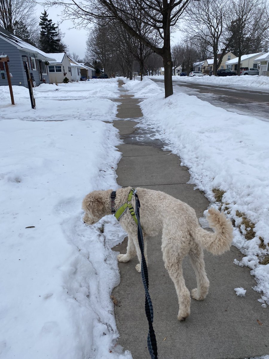 UhligK's tweet image. Wait a minute! Is that a stick? It is! Imma gonna chew it!
#wisconsin #winter #runningwithdogs