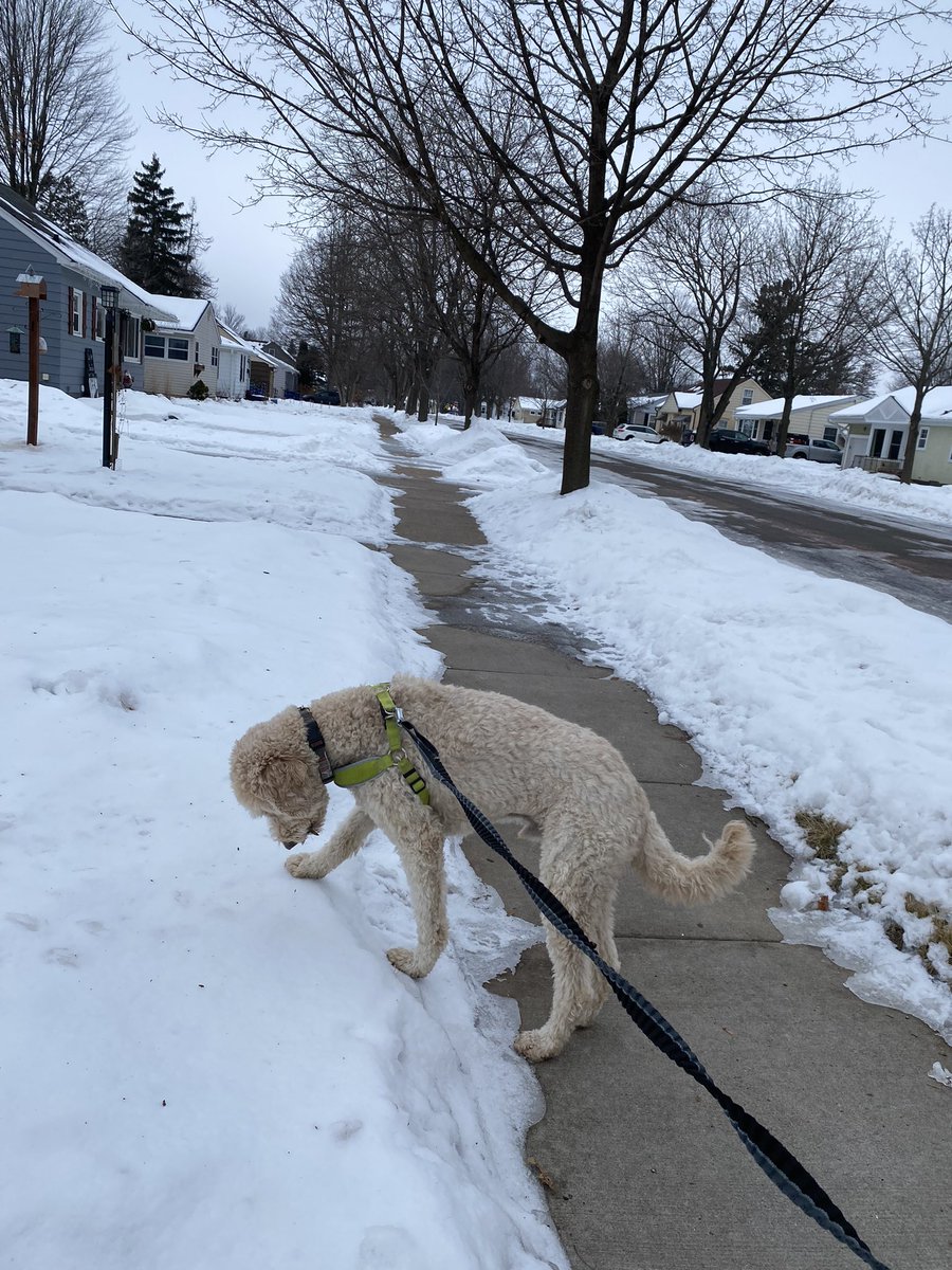UhligK's tweet image. Wait a minute! Is that a stick? It is! Imma gonna chew it!
#wisconsin #winter #runningwithdogs