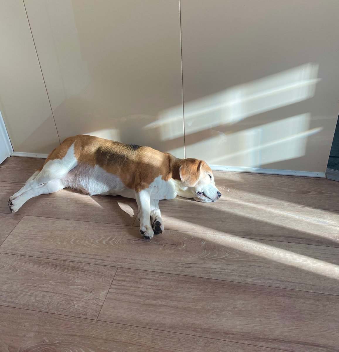 TheBarmyBeagle's tweet image. Gots to makes the most out of the rays while I can...