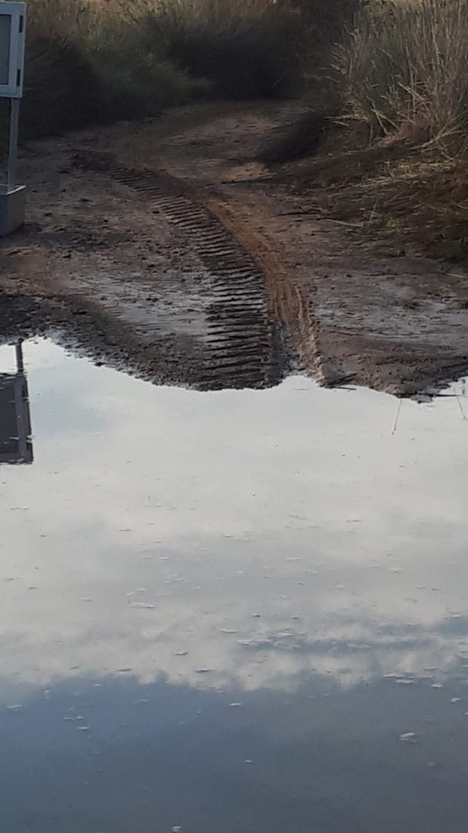 SCalblanque's tweet photo. Primer #atropello del año detectado: la escasa Lagartija de Edwards en #Rasall restringido al tráfico. Podrían ser bicis eléctricas a gran velocidad? Más huellas delatan intrusos y les importa un bledo todo, cruzando charcas y afectando al escaso hábitat de cría del sapo corredor https://t.co/uEbHAP3Bpy