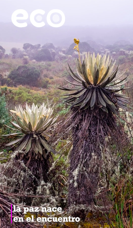 rolartet's tweet image. Como una onda que se expande y resuena con fuerza en toda Bogotá,  el #ProgramaECO seguirá en 2023 transformando la relación escuela – territorio y fortaleciendo escuelas territorios de paz, porque estamos convencidos de que ¡En Red podemos hacerlo mejor! youtube.com/watch?v=VU0CLQ…