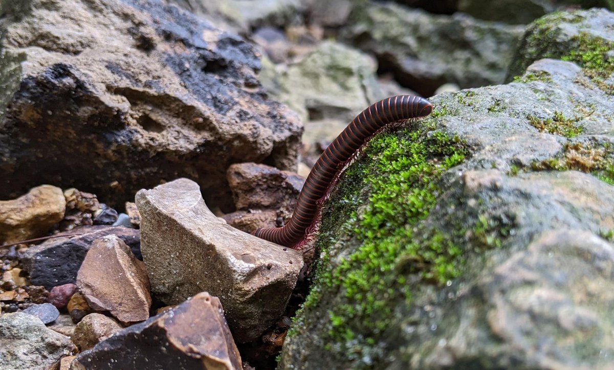 m_owens_'s tweet photo. Millipedes hold a special place in my heart ❤️ I hope it found where it was going 🤣 https://t.co/Fxo57caoVX