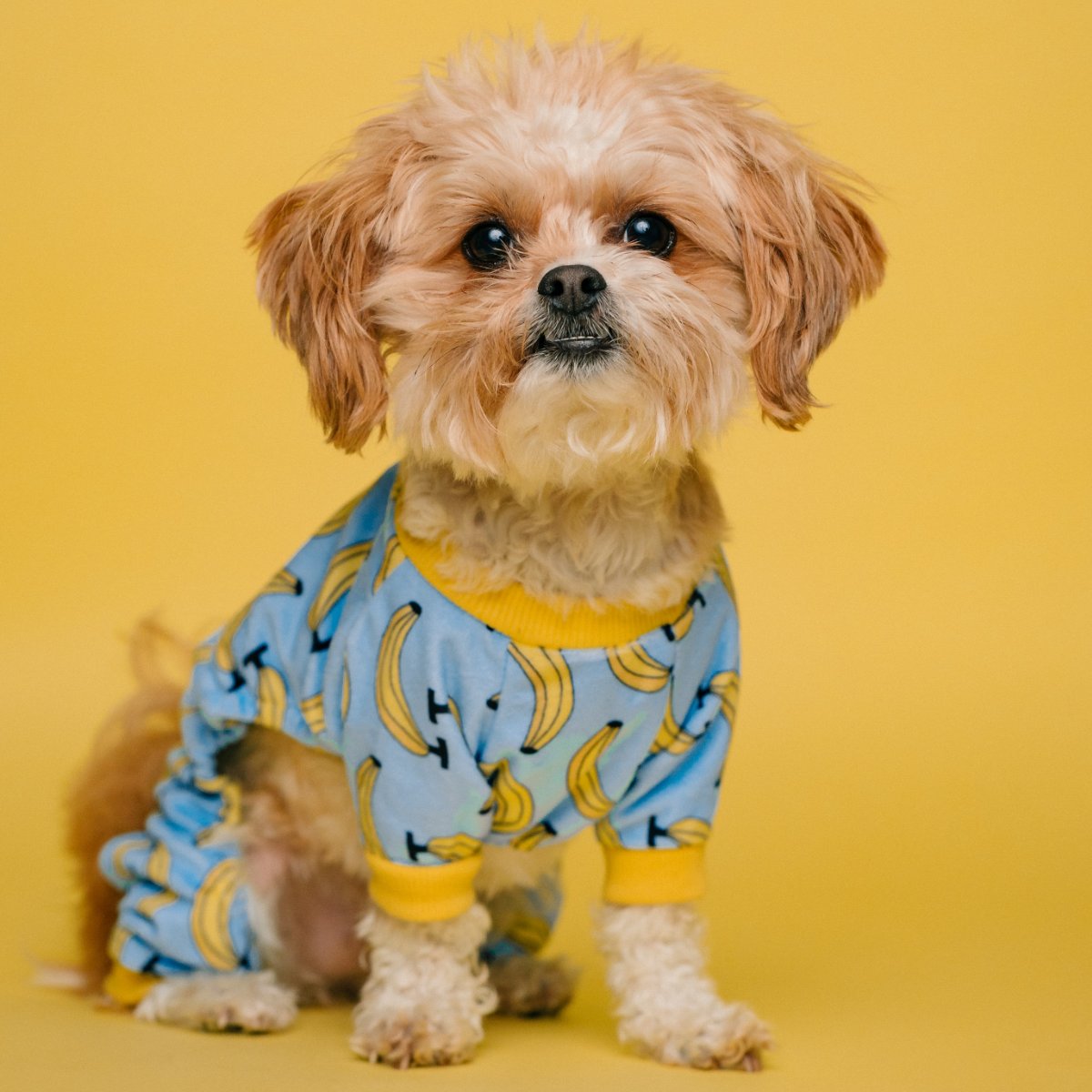 FrolickDogs's tweet photo. Today is National Dress Up Your Pet Day :)  Post a picture of your pup in their favorite outfit and feel free to drop by the gym 9 AM to 4 PM today to show it off! https://t.co/YtMzBTa98T