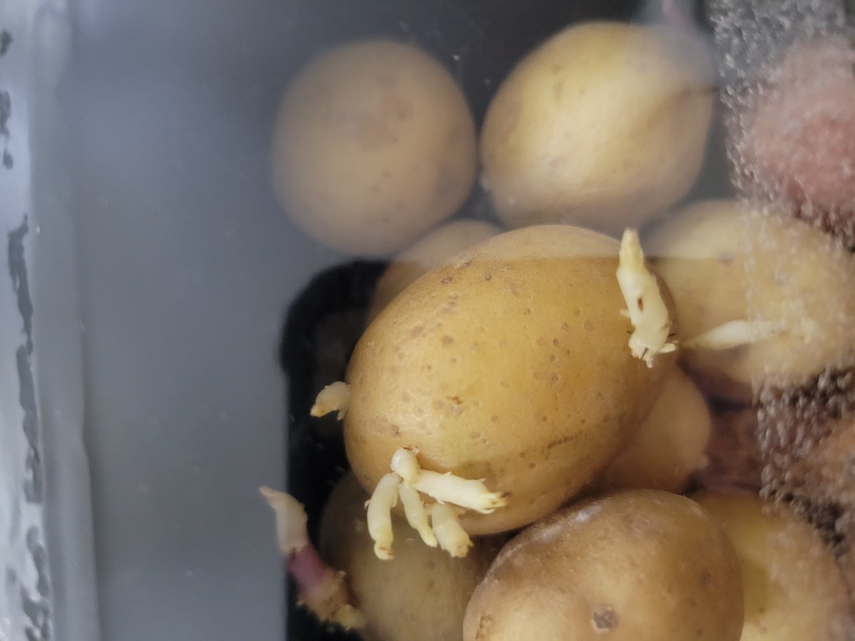 Lisa Bowden Cox tweet media