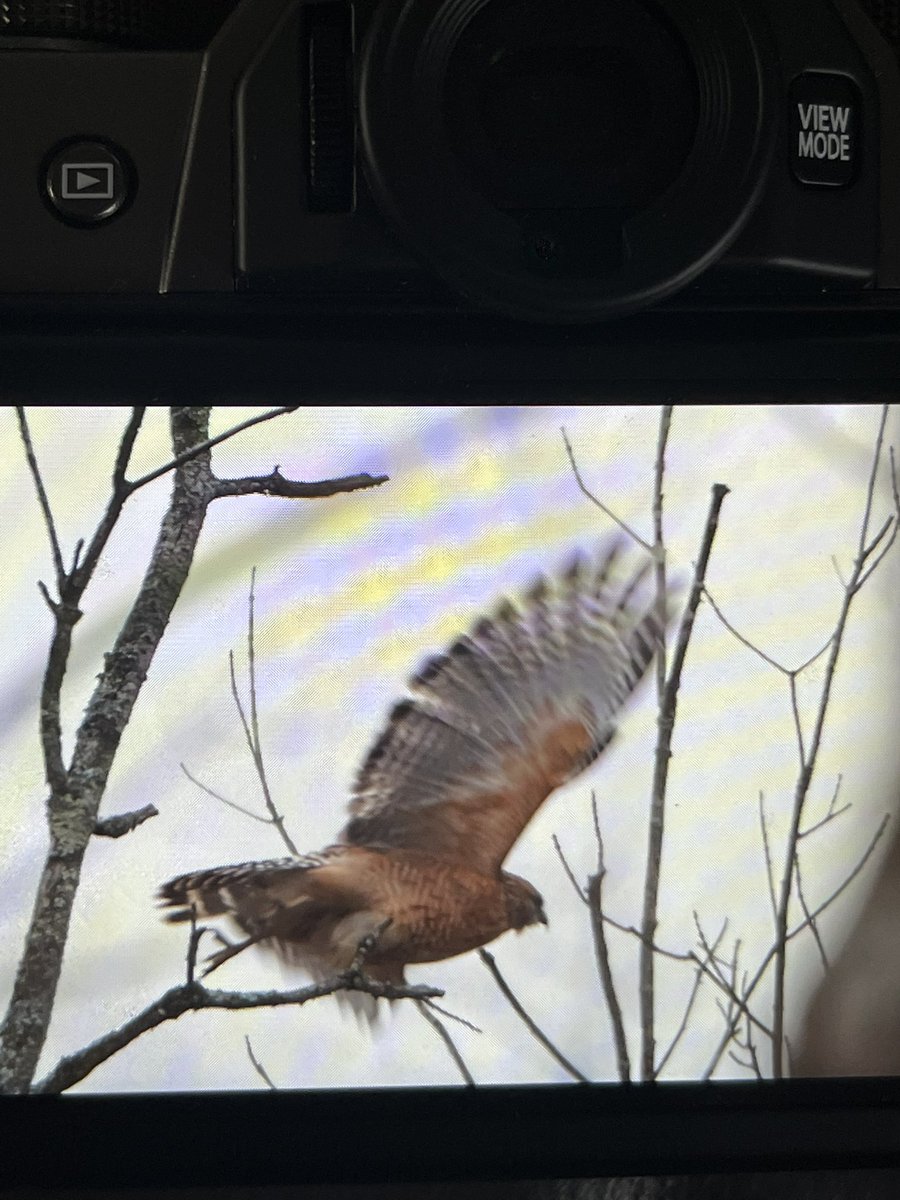 Gman3238's tweet photo. Took these today. This is a red shouldered hawk. https://t.co/5Az0W9x2Ir