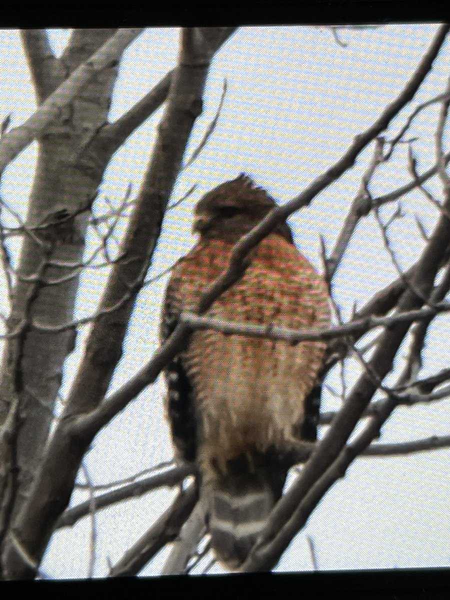 Gman3238's tweet photo. Took these today. This is a red shouldered hawk. https://t.co/5Az0W9x2Ir