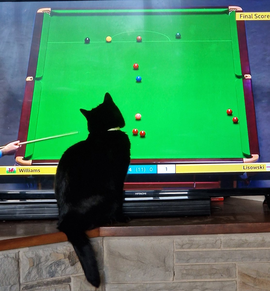 #masterssnooker #cazoomasters #catsoftwitter