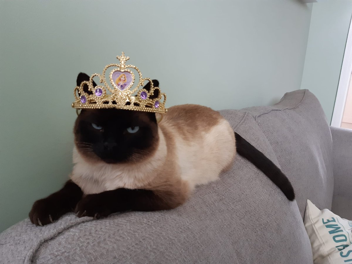 slmorland's tweet photo. @AldiUK Introducing King Monty! https://t.co/vcWR0vwINQ