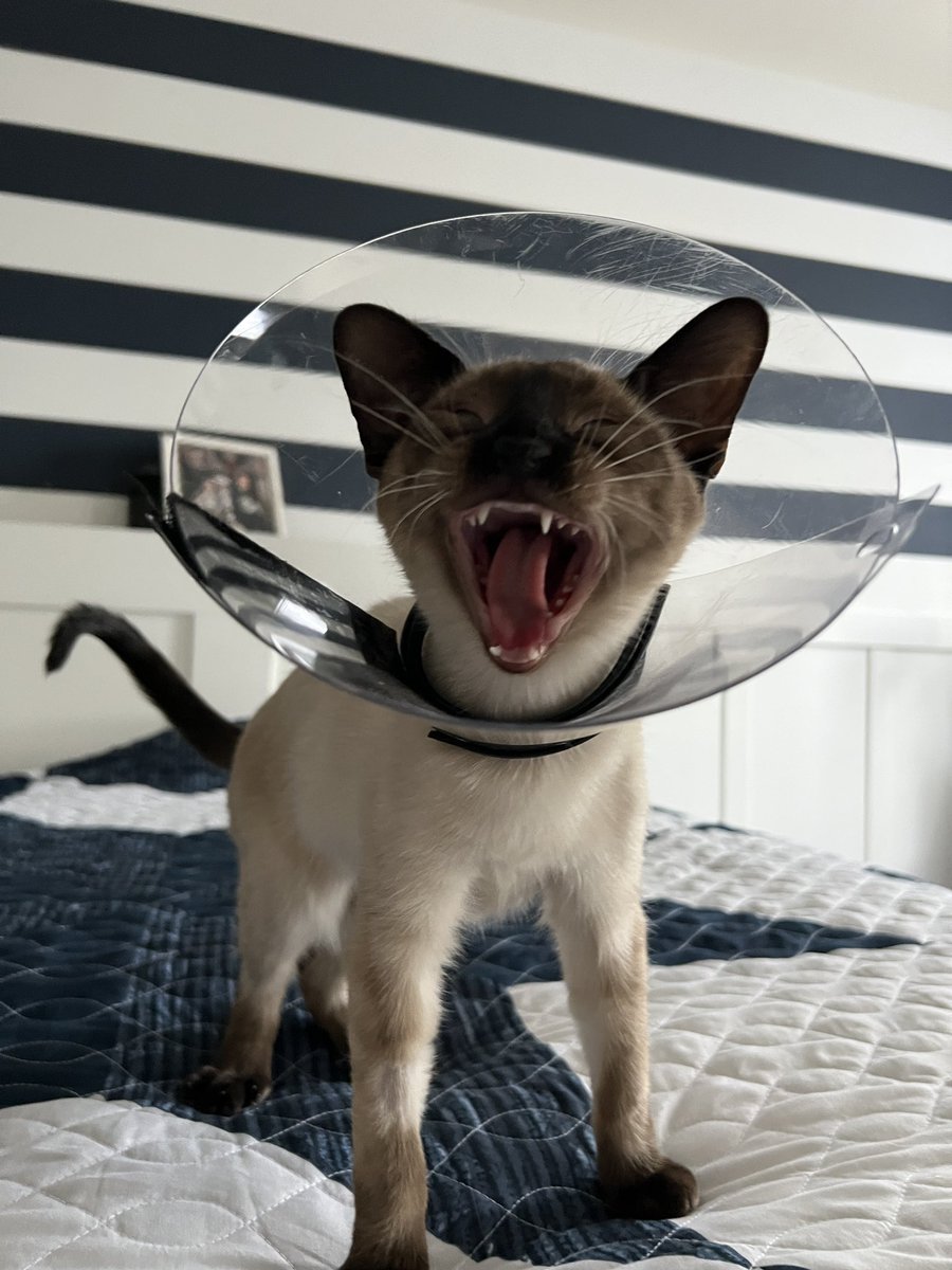chaoticcatpics's tweet photo. https://t.co/mS7pDLAv5F