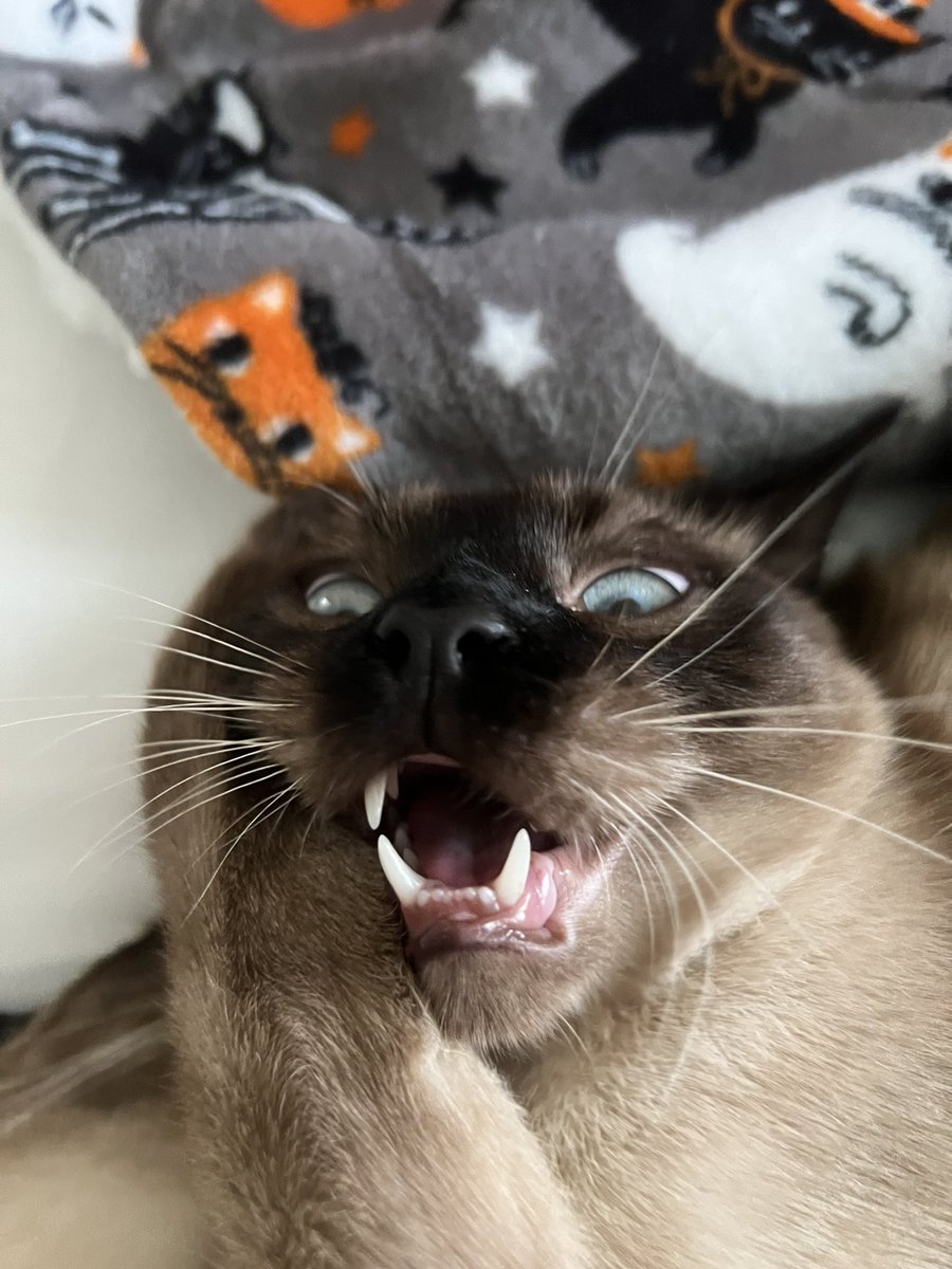 chaoticcatpics's tweet photo. https://t.co/mS7pDLAv5F