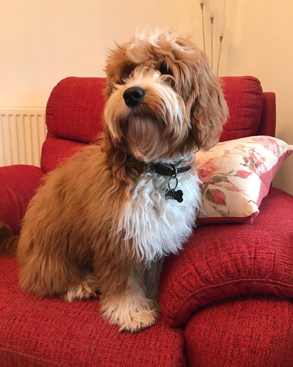 InvisibleElf's tweet image. Last pictures of Theo with his puppy fluff as he’s off to the groomers for his first Big Boy cut.
Excited and terrified in equal measures.
May his fluffiness bless your timeline.
You’re welcome ☺️ 
#cavapoo #puppy #dogsoftwitter