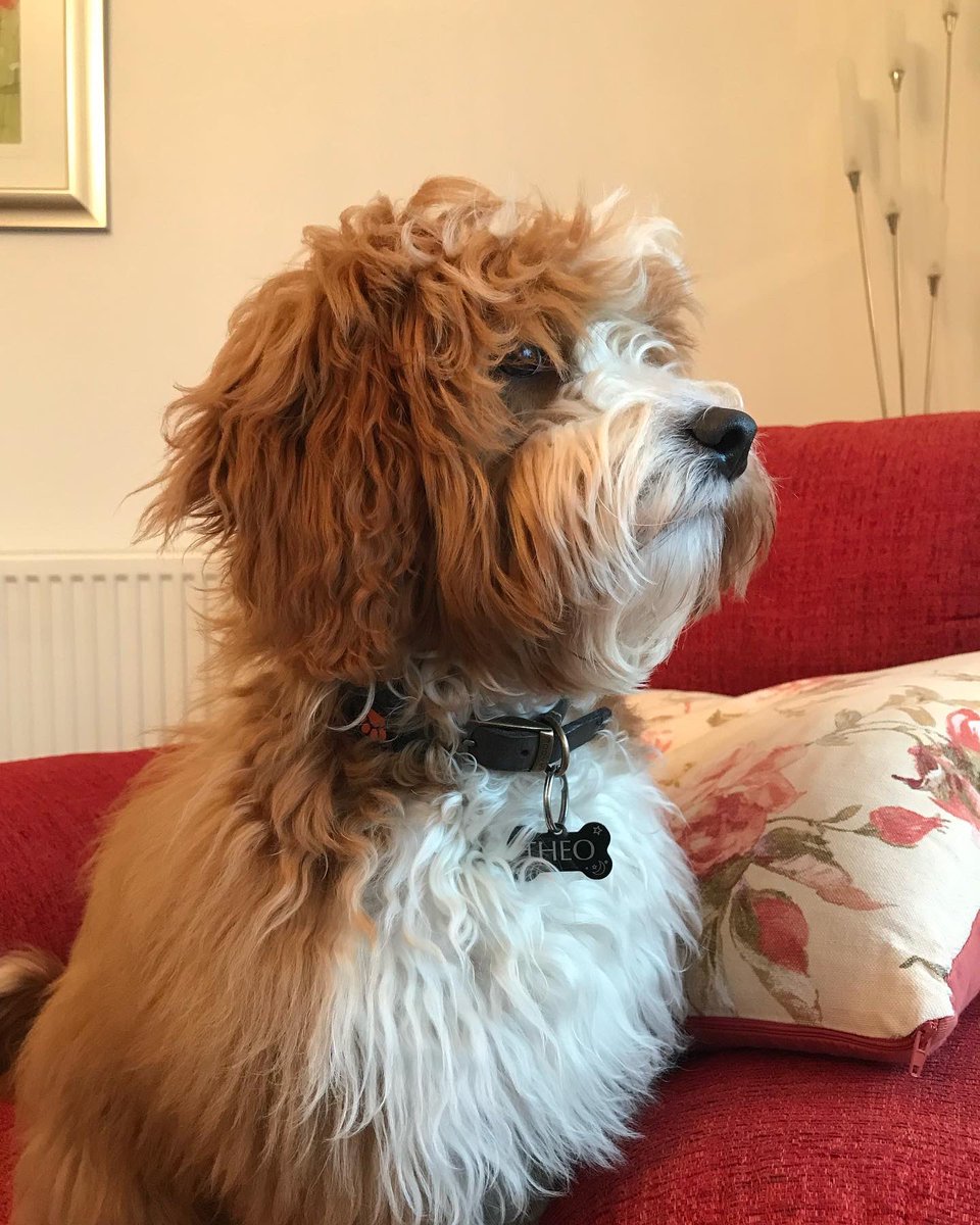 InvisibleElf's tweet image. Last pictures of Theo with his puppy fluff as he’s off to the groomers for his first Big Boy cut.
Excited and terrified in equal measures.
May his fluffiness bless your timeline.
You’re welcome ☺️ 
#cavapoo #puppy #dogsoftwitter