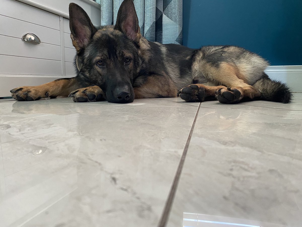 BernardVerbeek's tweet photo. Brucey is all tuckered out after his walkies… 😴 #GermanShepherd #GermanShepherds #germanshepherddad #gsddad #Germanshepherdireland #gsdireland #DogsOnTwitter #dogsoftwitter #dogsarefamily #germanshepherdpuppies https://t.co/CwCHNtqlyv