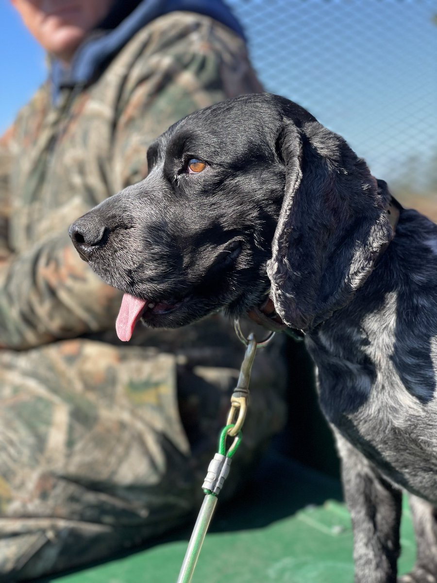 Matt_Kunkle's tweet photo. #workingdog #englishcocker https://t.co/u6KROSS7nq