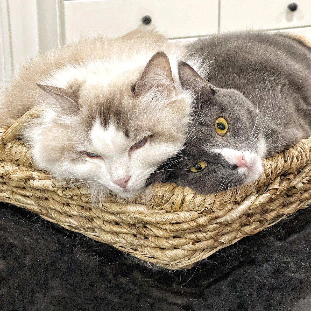 Messrs. McHenry and Buttersworth spreading some #Caturday morning love.