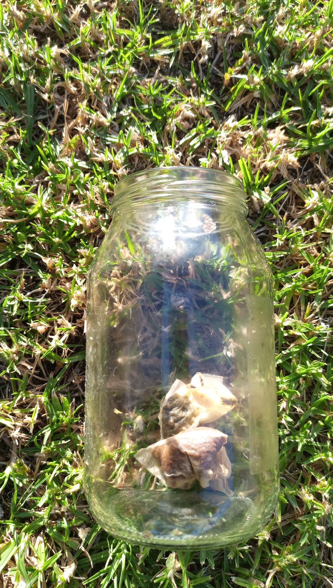I_am_Handie's tweet photo. @Juanita_Khumalo 🤣 🤣 🤣 I used beetroot bottle. 2 teabags, lemon juice, ginger and mint leaves. https://t.co/Iq9d3wvxwL