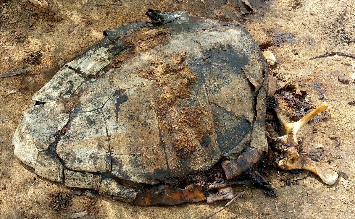 MabicoC's tweet photo. A full grown loggerhead turtle found beached dead this evening at Marereni,cause of death, unknown. https://t.co/QYtpvuYc4t