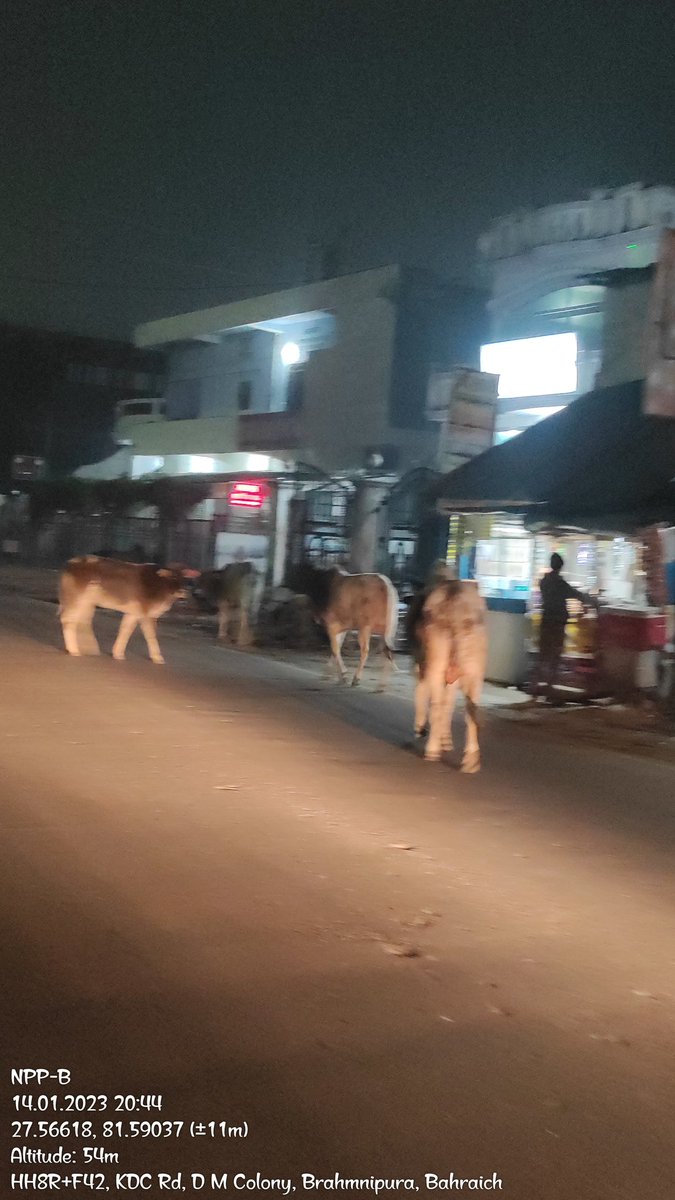 निराश्रित पशुओं/ गौवंश को नियंत्रित करने की करवाई करती नगरपालिका परिषद बहराइच