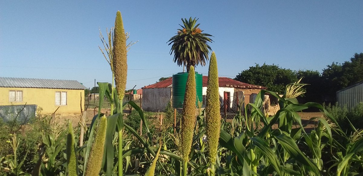 Tsogang3's tweet photo. I can now confirm that our native food is heat tolerant and draught resistant 😂 because here you can see the results 🤣 I just touched the results 😂 https://t.co/KjRNkHOkzA