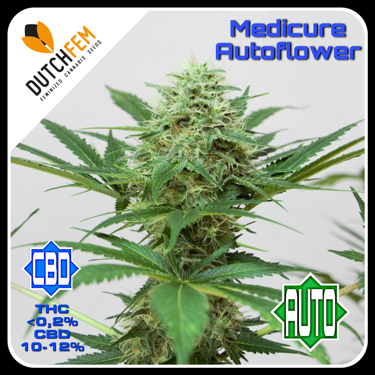 dutchfem's tweet photo. ⚠️New Strain Alert⚠️ Medicure Autoflowering with <0,2%THC and up to 12%CBD will be available in our webshop soon! #medical #cbd #feminized #autoflowering #smokable #hemp #legal #cannabis #seeds #cannabislight #medicure https://t.co/9qQJfPlwP8 https://t.co/an2lj4xJ6v