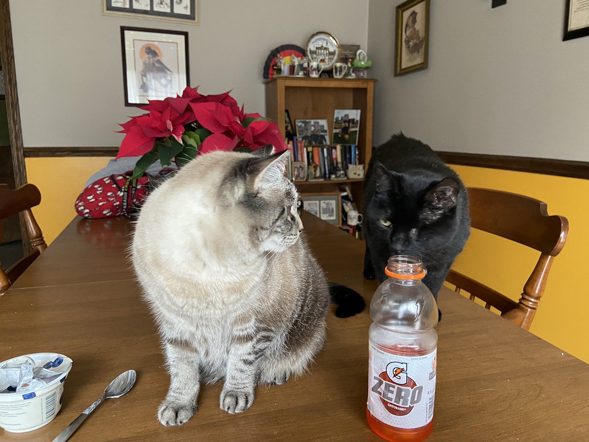 Bootheoneeyeca1's tweet photo. Breakfast Time! Seeing if my hooman has anything good for sis and I! #Caturday #CatsOfTwitter #OneEyedCat https://t.co/78H80TtRGp