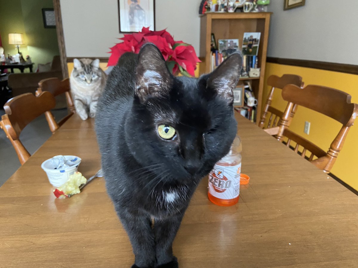 Bootheoneeyeca1's tweet photo. Breakfast Time! Seeing if my hooman has anything good for sis and I! #Caturday #CatsOfTwitter #OneEyedCat https://t.co/78H80TtRGp