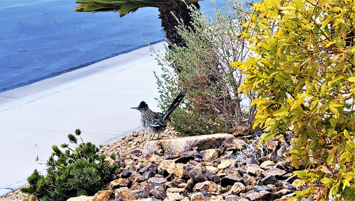 This roadrunner roosts every night in a tree in front of my house. This morning I finally got a pic of him out of the tree.