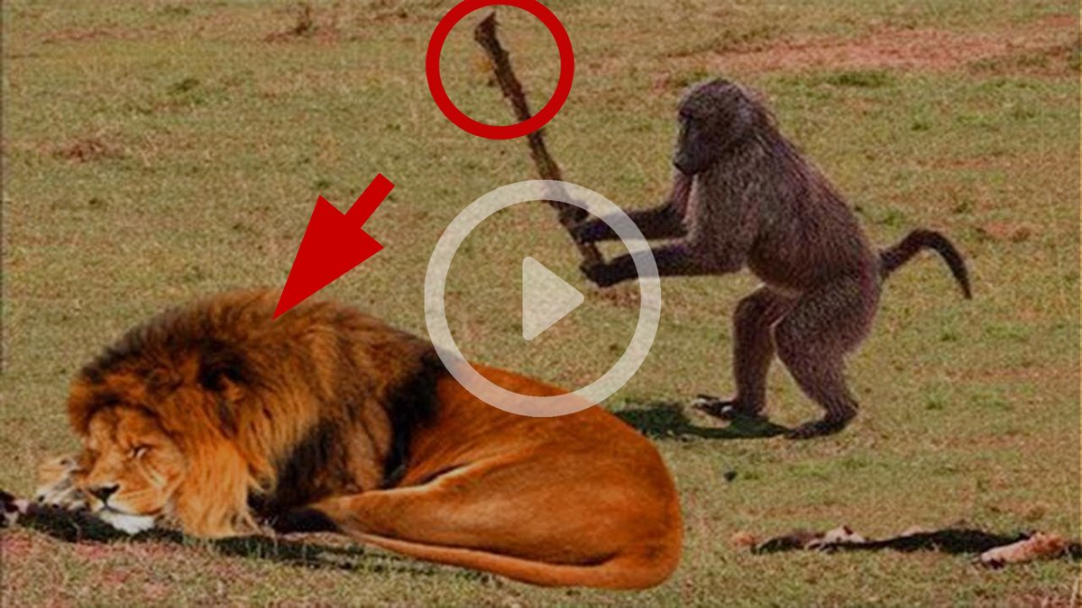 "When you think you're tough because you can climb trees, but then you try to take on a lion. 
WATCH IT HERE: bit.ly/whatppened 😆😆😆

#monkeyfail #lionkingdom" #MUNMCI #ManchesterDerby #SixTONESANN #Rashford