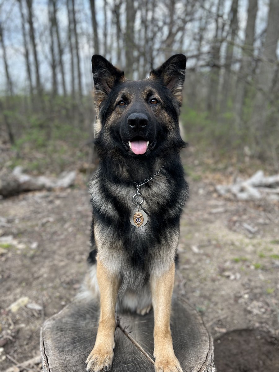 WaucondaPD's tweet photo. K9 Badger 🦴&amp; Ofc Finze👮🏻‍♂️assisted a nearby PD with a vehicle on a traffic stop. After Badger made a positive indication on the exterior of the vehicle, drugs and an unlawfully possessed handgun were found. The driver and passenger are both facing criminal charges. #GoodBoyBadger https://t.co/bnmH7bJL9S