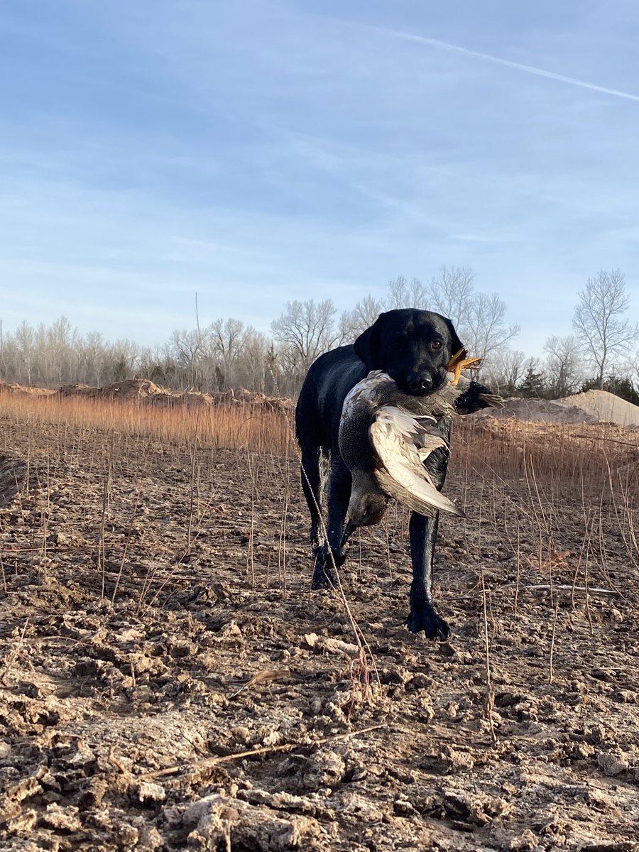 SuzieQuackers2's tweet photo. Ace'd outta the WoodDuckHole this morn #Tug and I go to the River Spot! Not much goin on again but we manage 1 Gad. Tug startin to get it, still a long way to go with this kind Hearted Pup! #LabradorRetriever #RetrieversSaveGame #HuntingFeedsMyFamily #TugBoat https://t.co/eNMd2z5jnY