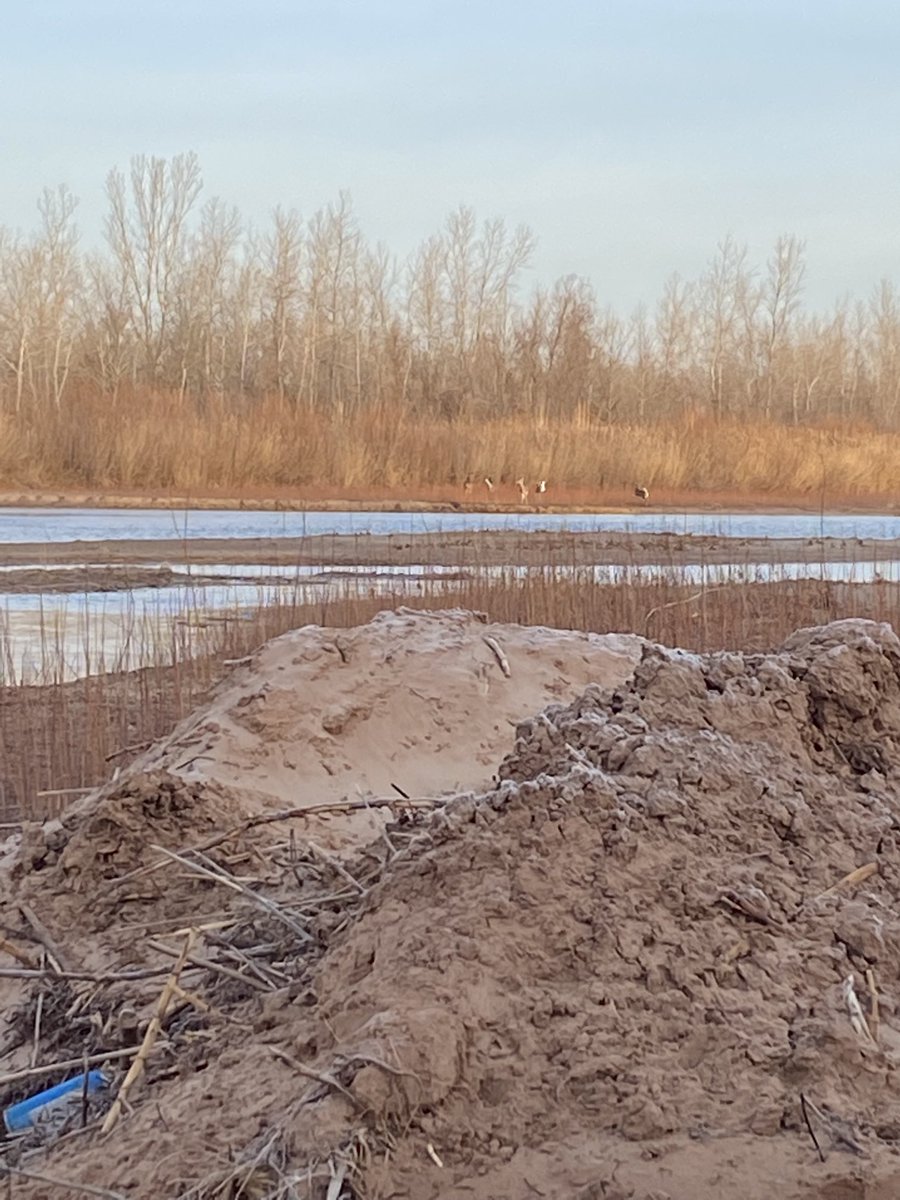 SuzieQuackers2's tweet photo. Ace'd outta the WoodDuckHole this morn #Tug and I go to the River Spot! Not much goin on again but we manage 1 Gad. Tug startin to get it, still a long way to go with this kind Hearted Pup! #LabradorRetriever #RetrieversSaveGame #HuntingFeedsMyFamily #TugBoat https://t.co/eNMd2z5jnY