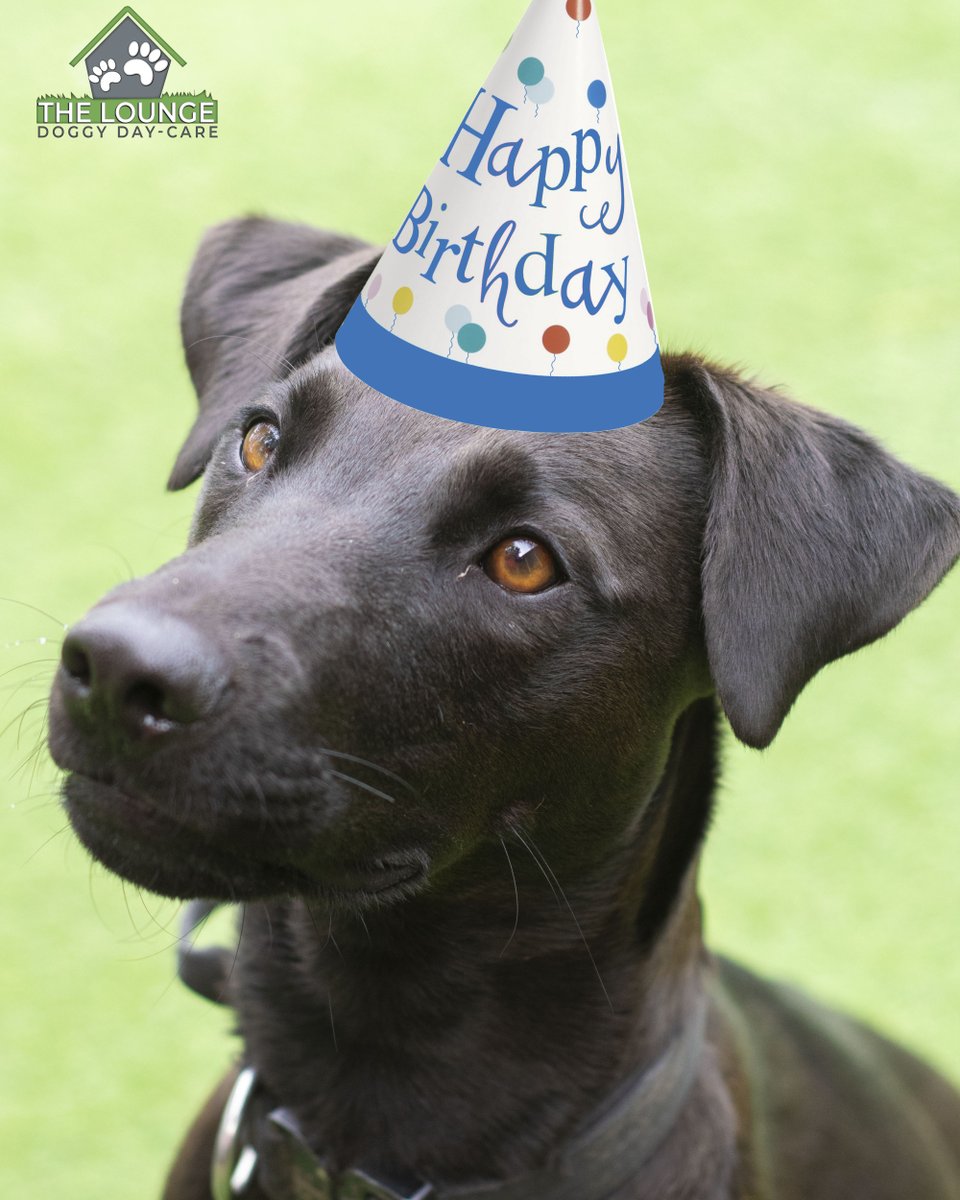 at_traineddogs's tweet photo. Happy Birthday, Zuzu! 🐶🎉
He's turning two! We hope your humans are spoiling you today and hope to see you in our Daycare soon. 🐾
#Dogs #Traineddogs #fluffyfriends #attraineddogs #welltrained #lancashire #uk #perfectpet #pet #cute #dogoftheday https://t.co/WDzgmbSEHh