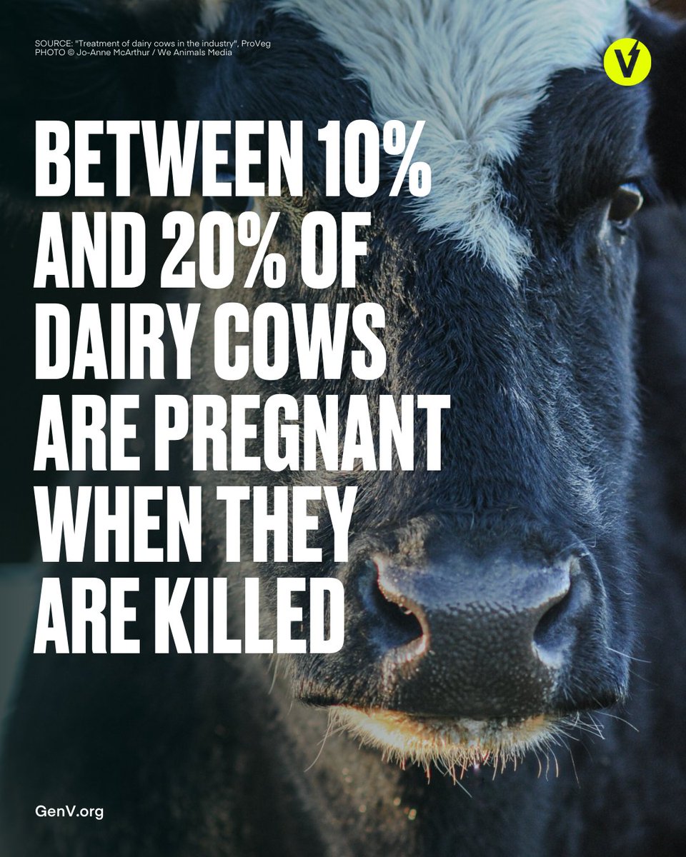 If a dairy farmer considers one of his herd "unfit" for continued #milk production, then slaughtering her is considered a "better" solution - even if the cow in question is pregnant.

This is just one of the many dark truths of #dairy. 
Learn more at⚡GenV.org